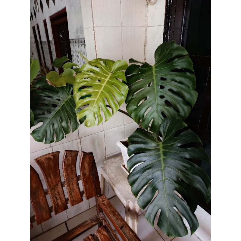 Monstera King Deliciosa