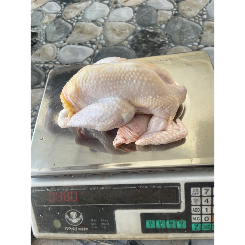 

Ayam Kampung asli 900-1000 gr