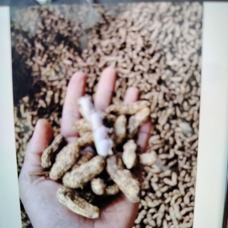 kacang Tanah Kulit 1kg kacang Tanah Rebus, kacang Tanah Mentah Super Fresh 1kg