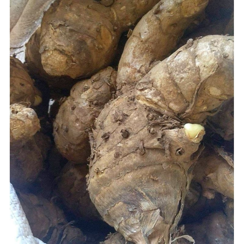 

Temu lawak segar bersih 1kg
