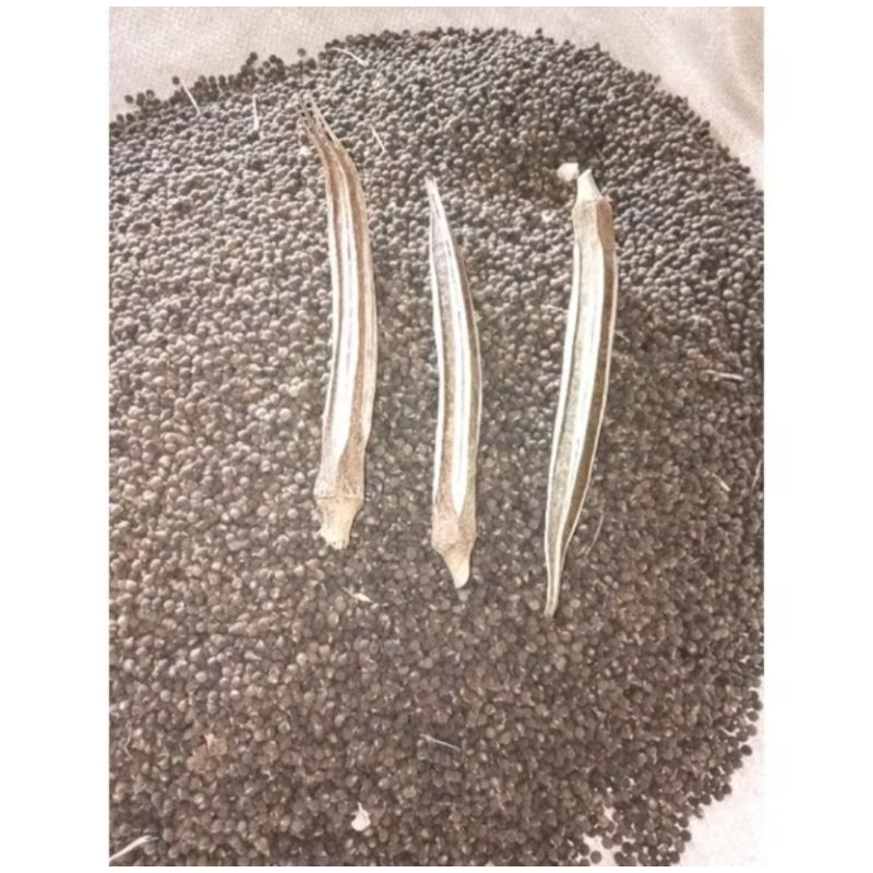 

(700butir)Biji Okra | Sumber Serat dan Vitamin | Tingkatkan kesehatan keluarga dengan okra hasil tanam sendiri. Kaya serat, vitamin, dan mineral.
