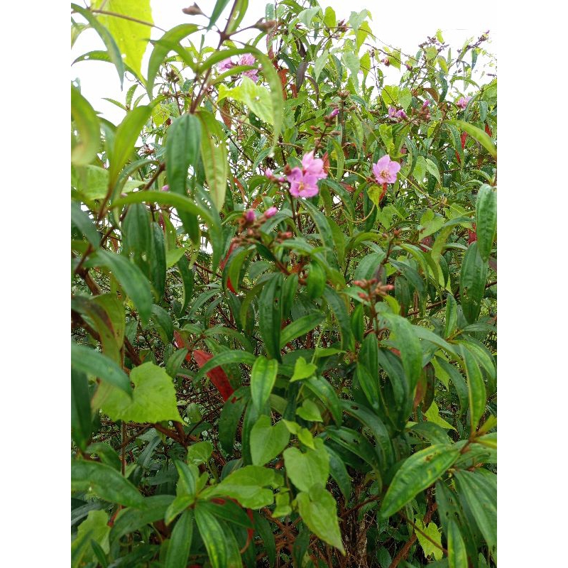 

daun senduduk/senggani 500 gram