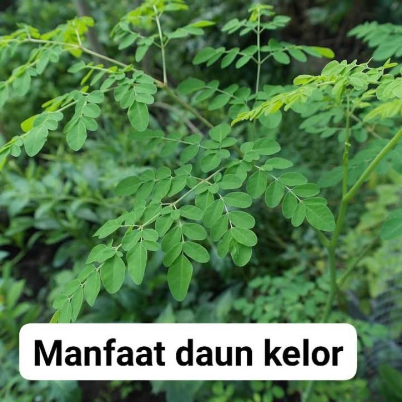 

Daun kelor fress 1 ikat