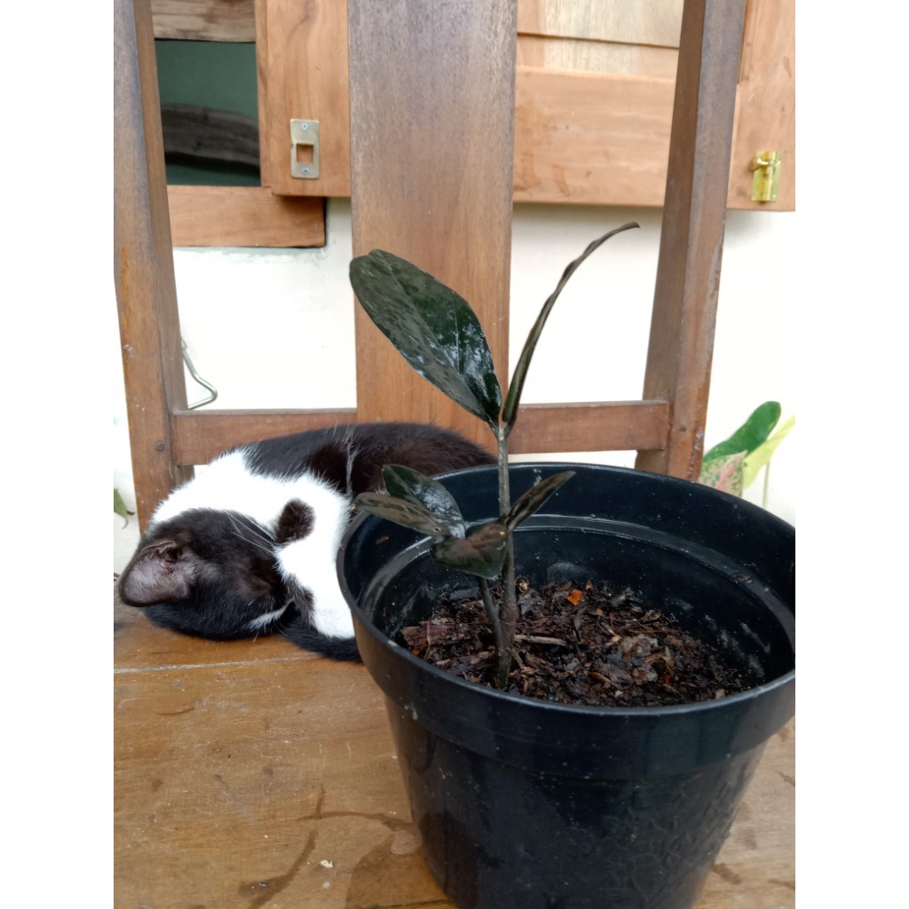 ZAMIA BLACK RAVEN ZZ PLANT ORIGINAL