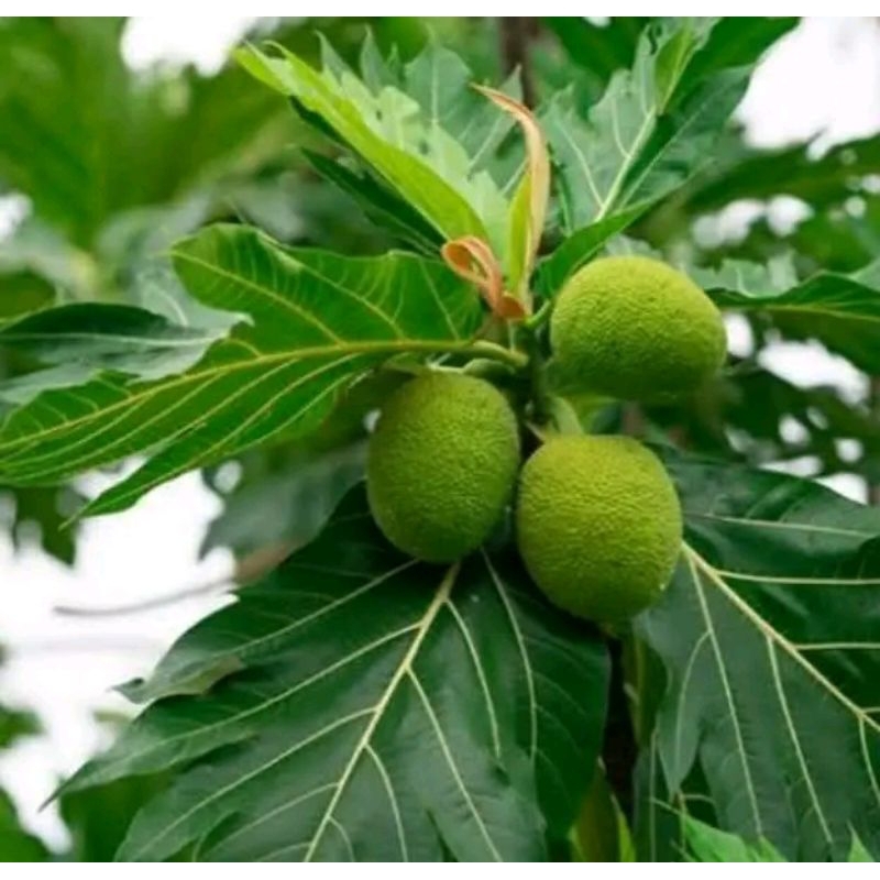 

Isi 6 lembar daun sukun fresh