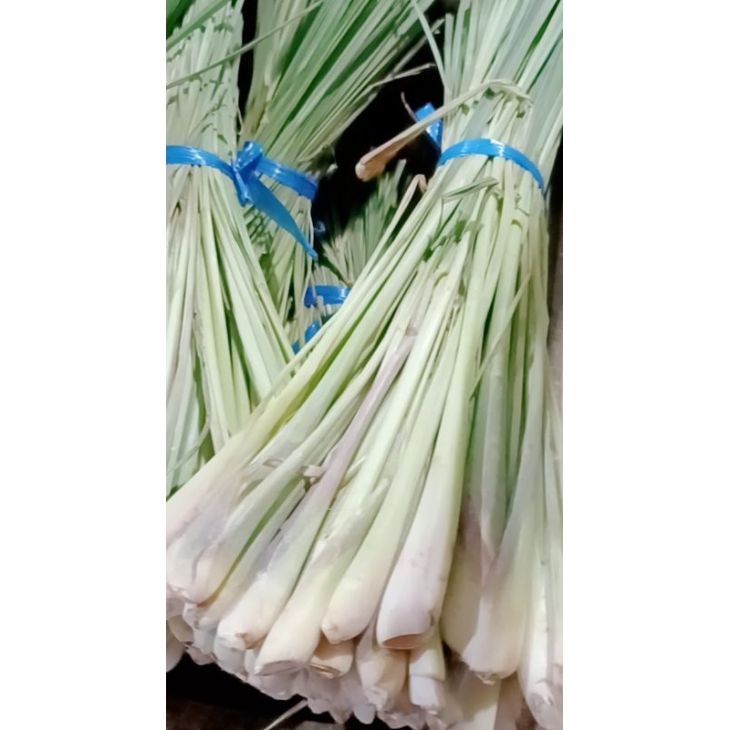 

Sereh Segar Serai Segar Lemongrass Fresh 250gr 500gr 1000gr / 1kg Bumbu Dapur Herbal Rempah-rempah Empon-empon