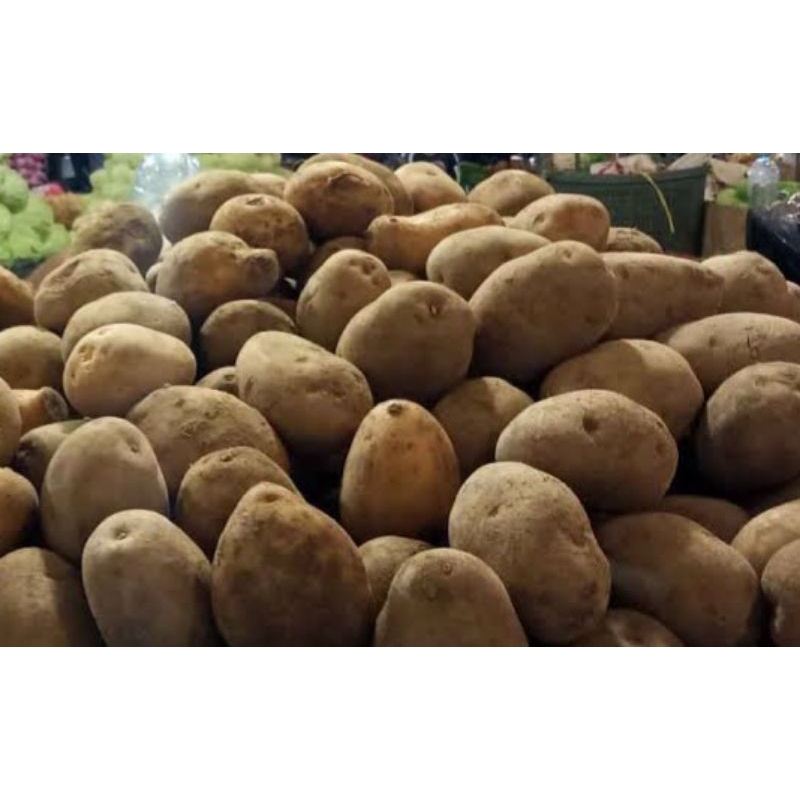 

Kentang Jumbo Segar Kentang Super Besar Potato Fresh 250gr 500gr 1000gr / 1kg Sayuran