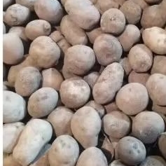 

kentang rendang/baby potato.500gr.