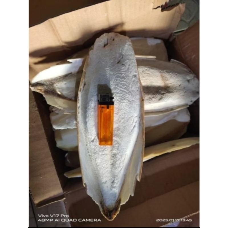 kalsium tulang sotong super jumbo 25-27cm 1pcs