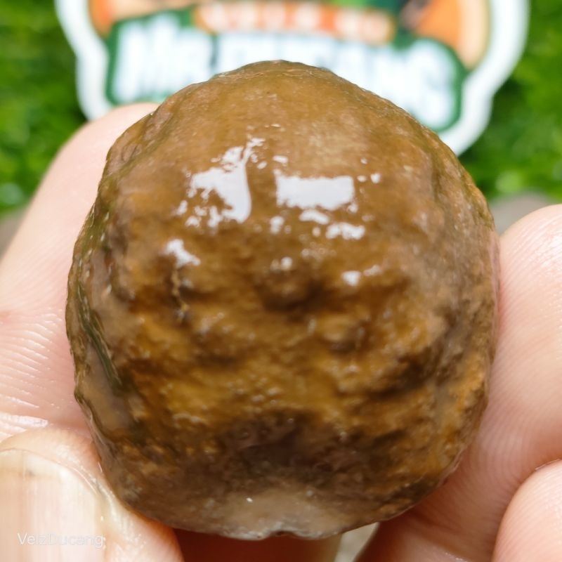 MUNCANG ADU JALIM SI CHELSEA (ANK GURAME) BIG SIZE POSISI NGAMBANG TUUS