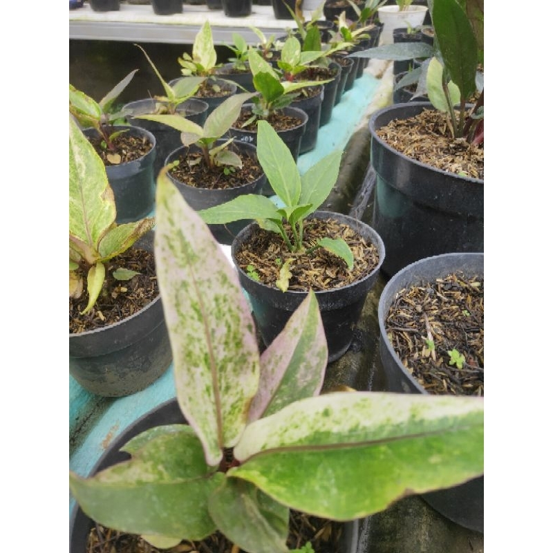 bibit tanaman hias bunga hokeri pink/putih sehat sudah keluar corak warna dikirim dengan media denga