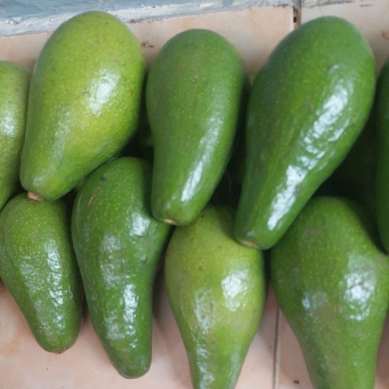 

Alpokat Aligator Asli Boyolali Isi 5