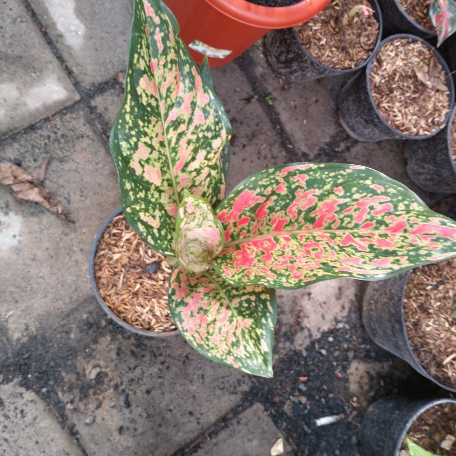 Aglonema Ruby Venus Bibit Bonggol