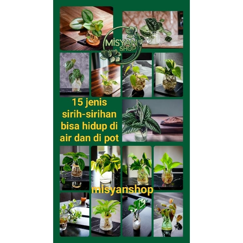 Tanaman hias hidup 15 jenis tanaman yg bisa hidup di air dan di pot juga termurah Tanaman hias hidup