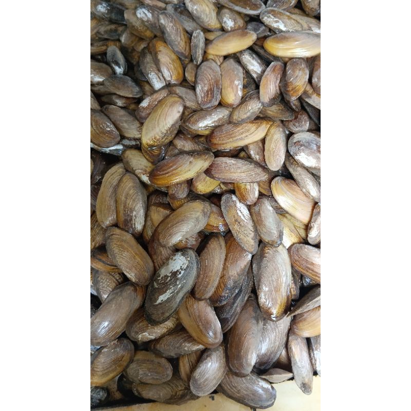 kerang kijing air tawar