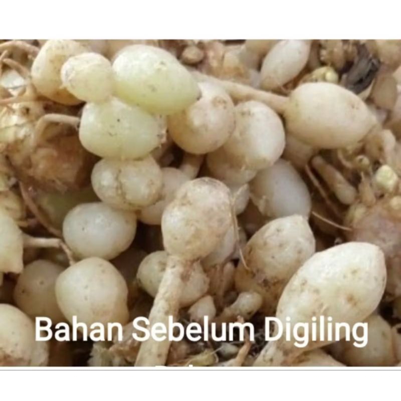 

25 gram perbotol Kunyit Putih Bubuk Kunir putih