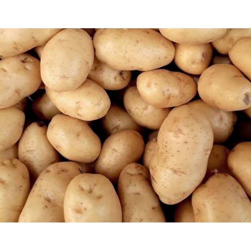 

kentang asli bromo besar segar bersih 1kg