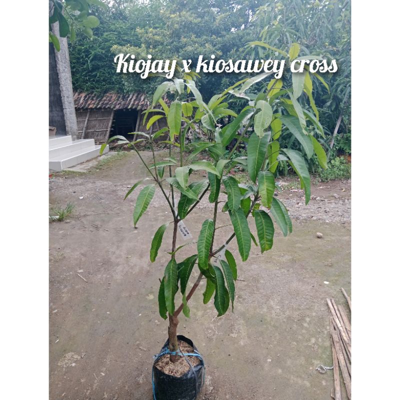 

kombinasi 2 jenis mangga kiojay x kiosawey cross