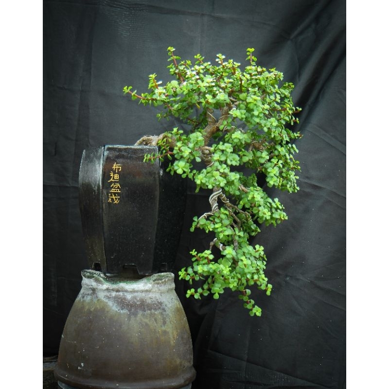 bonsai jade plant