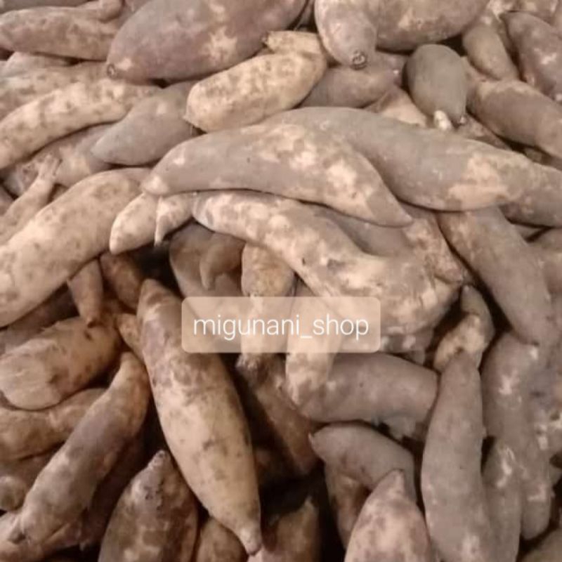 

ubi madu 1 kg fresh ketela lembut pulen manis organik