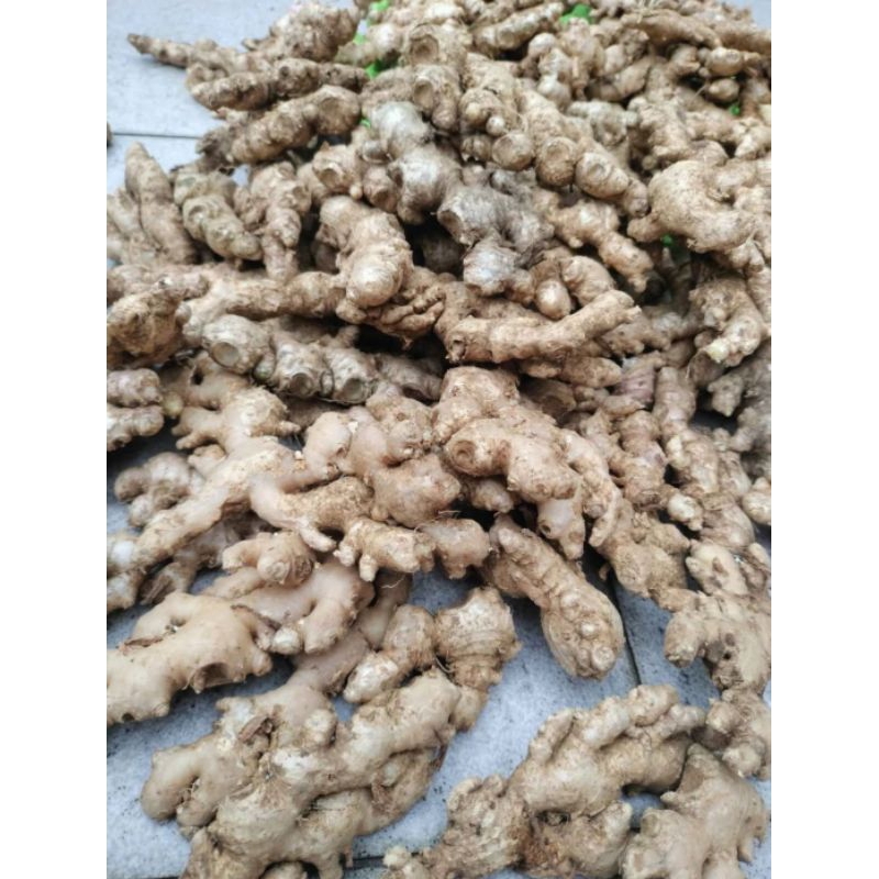 

JAHE EMPRIT FULL TUA CUCI BERSIH 1KG