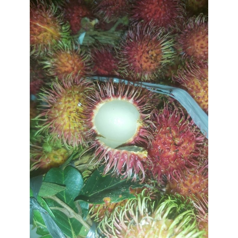 

rambutan lebak bulus fresh