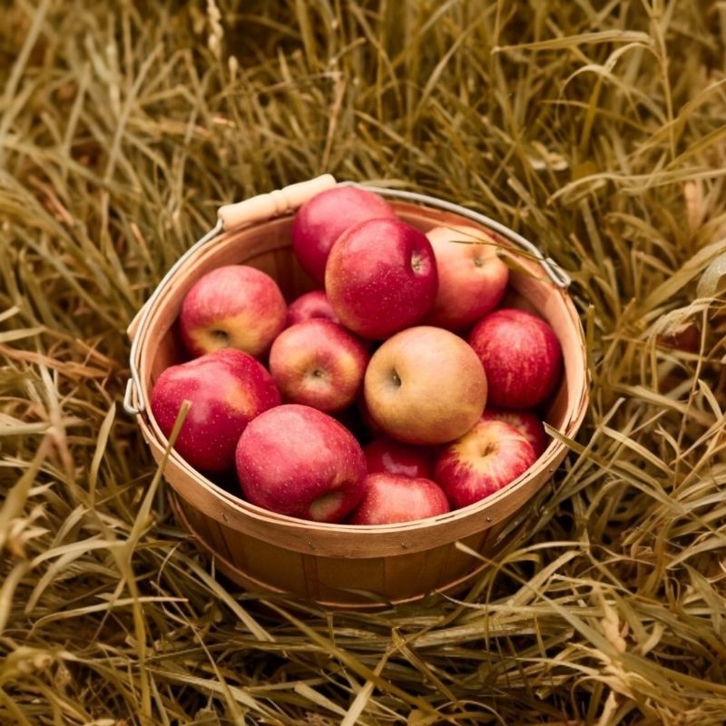 

BUAH APEL ROYAL GALA ROYAL FRESH 500gr