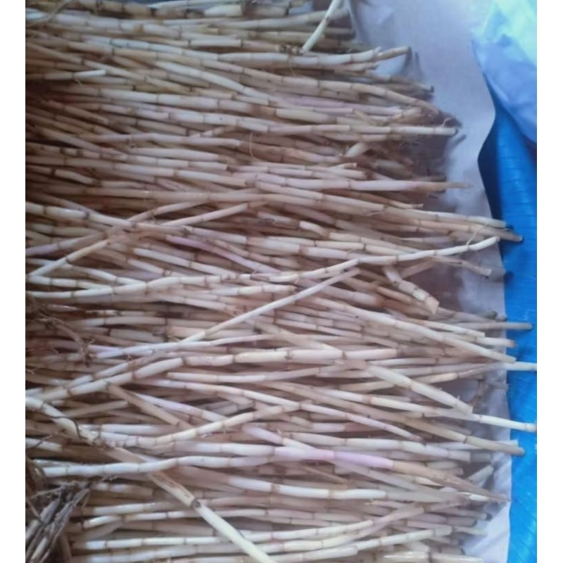 

akar alang alang SUPER 100 gram - mujarab