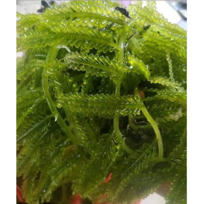 ANGGUR LAUT/LATOH/LAWI LAWI/SEA GRAPES/BULUNG BONI 1 kg