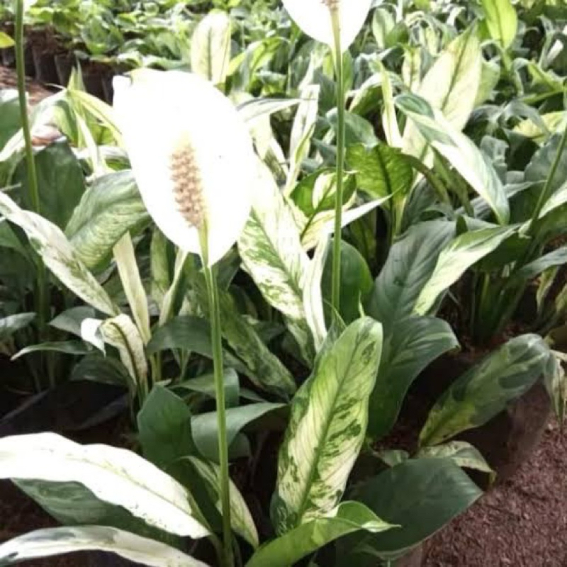 tanaman hias peach lily varigata-tanaman hias sepatu filum varigata