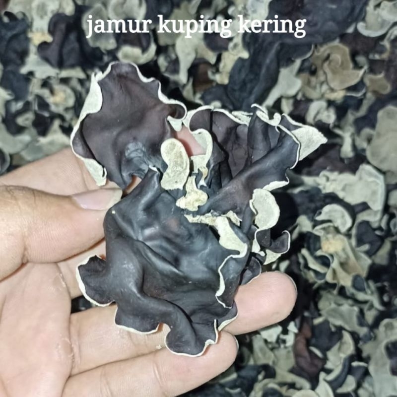 

JAMUR KUPING KERING 100 GRAM MUSHROOM HITAM