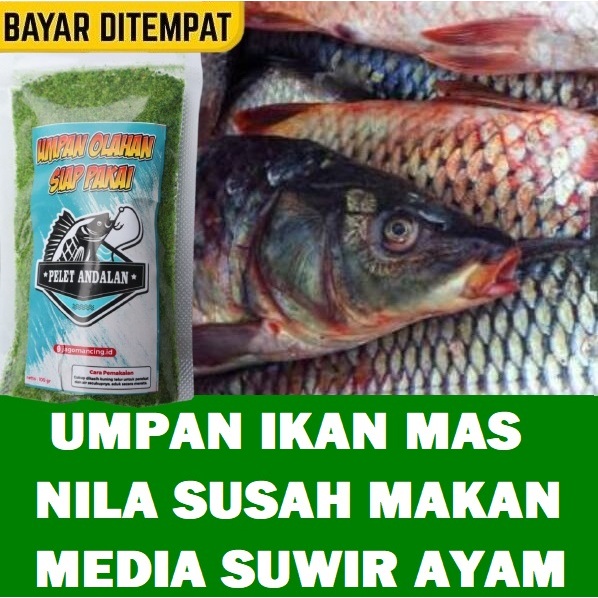 UMPAN JITU IKAN MAS DAN NILA SUSAH MAKAN MEDIA SUWIR AYAM