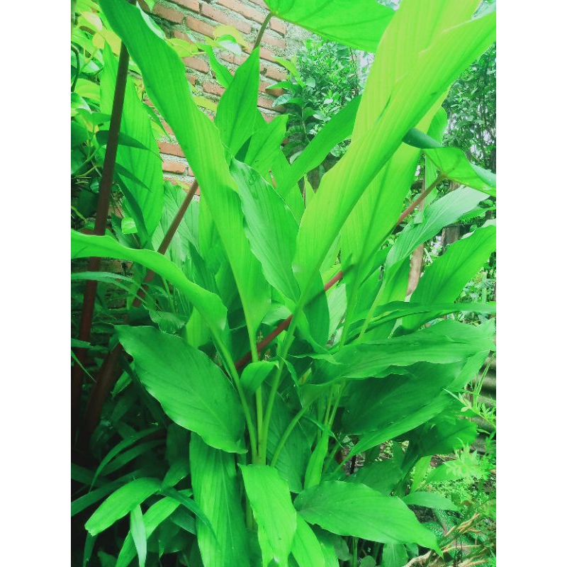 

daun kunyit
