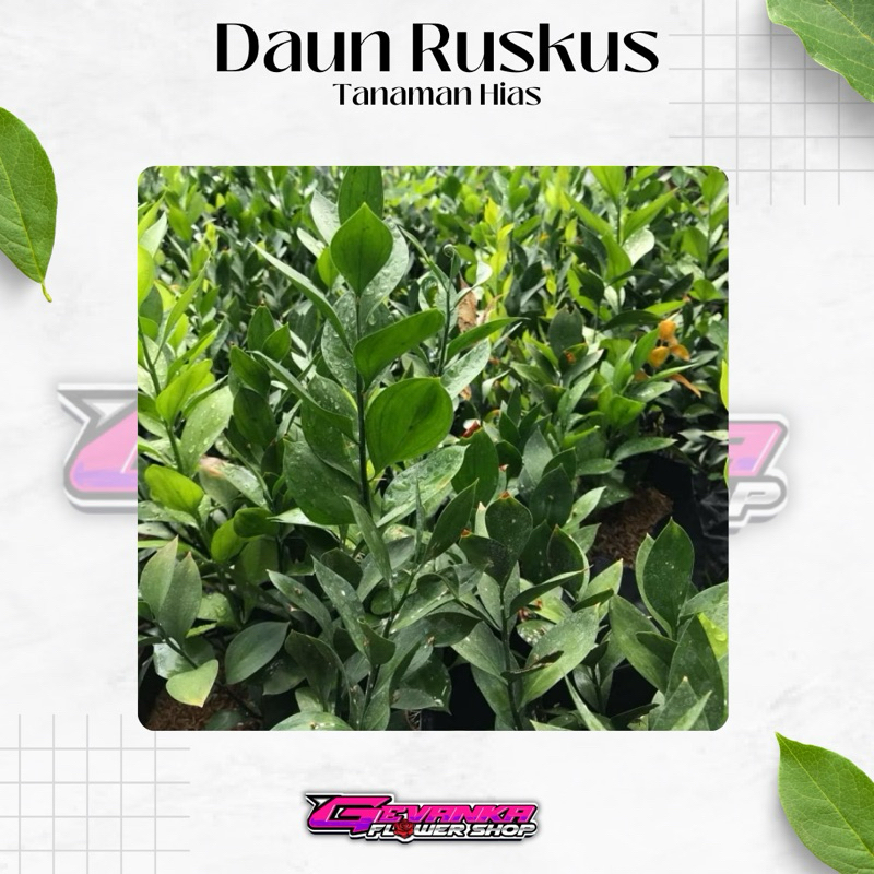Bibit Tanaman Hias Daun Ruskus//Daun ruskus