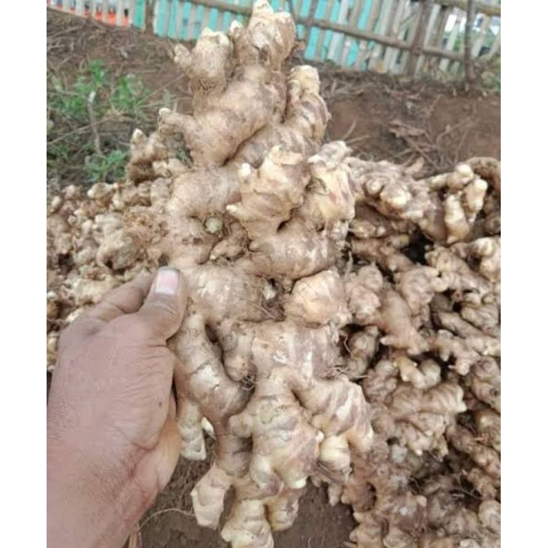 

PROMO JAHE EMPRIT SEGAR FRES/CUCI BERSIH 95%/PEDAS/1 KG