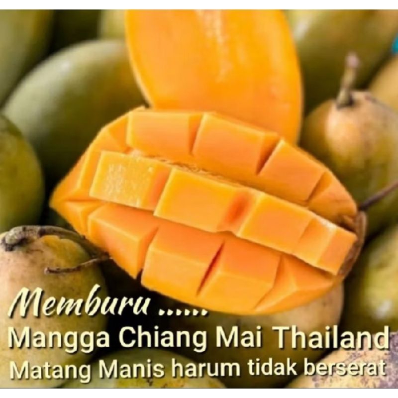 

MANGGA CHIANG MAI ( MATANG MANIS )1 KG