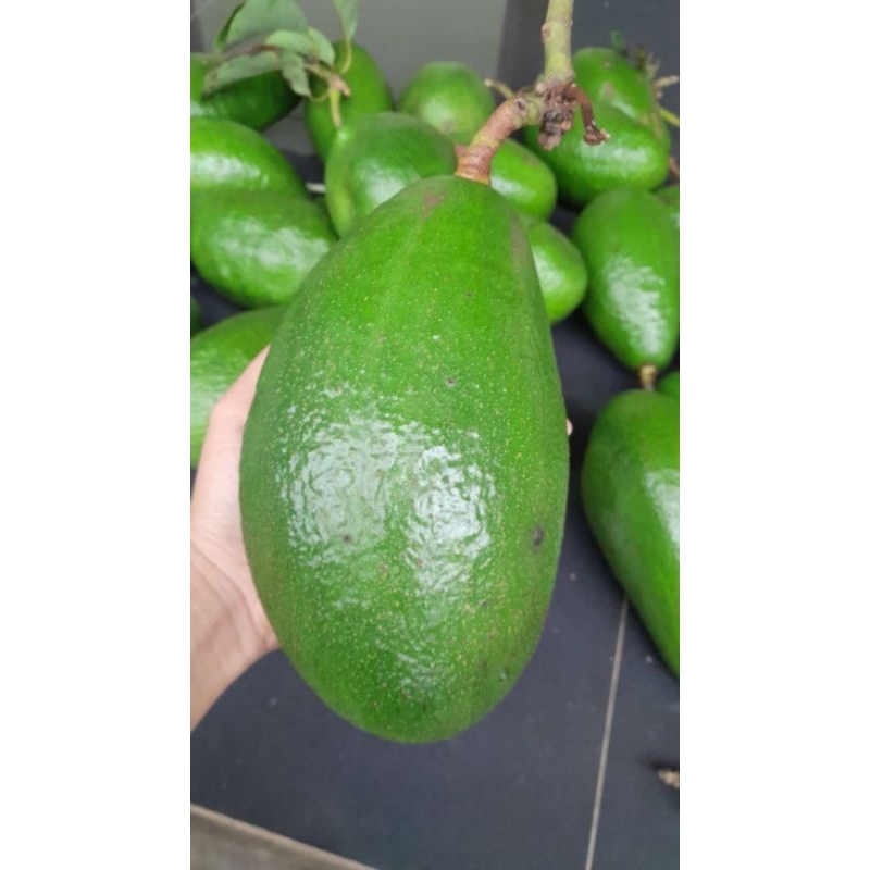 

Alpukat Mentega Super