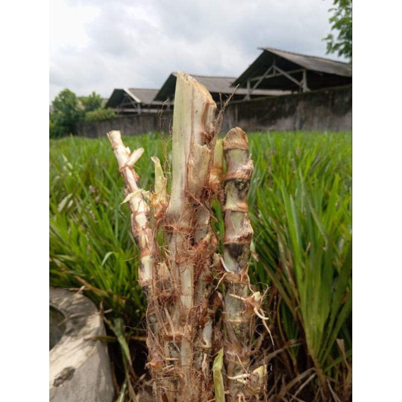 bibit odot/rumput gajah an