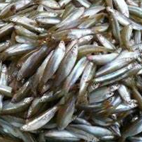 

IKAN WADER FRESH 500GR SEGAR BISA UNTUK OLAHAN CRISPY