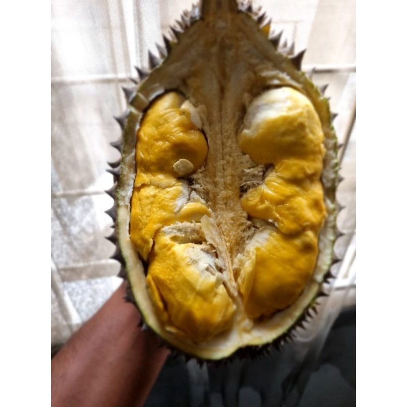 

Durian Bawor Oren fres Masak Pohon asli Talun Pekalongan