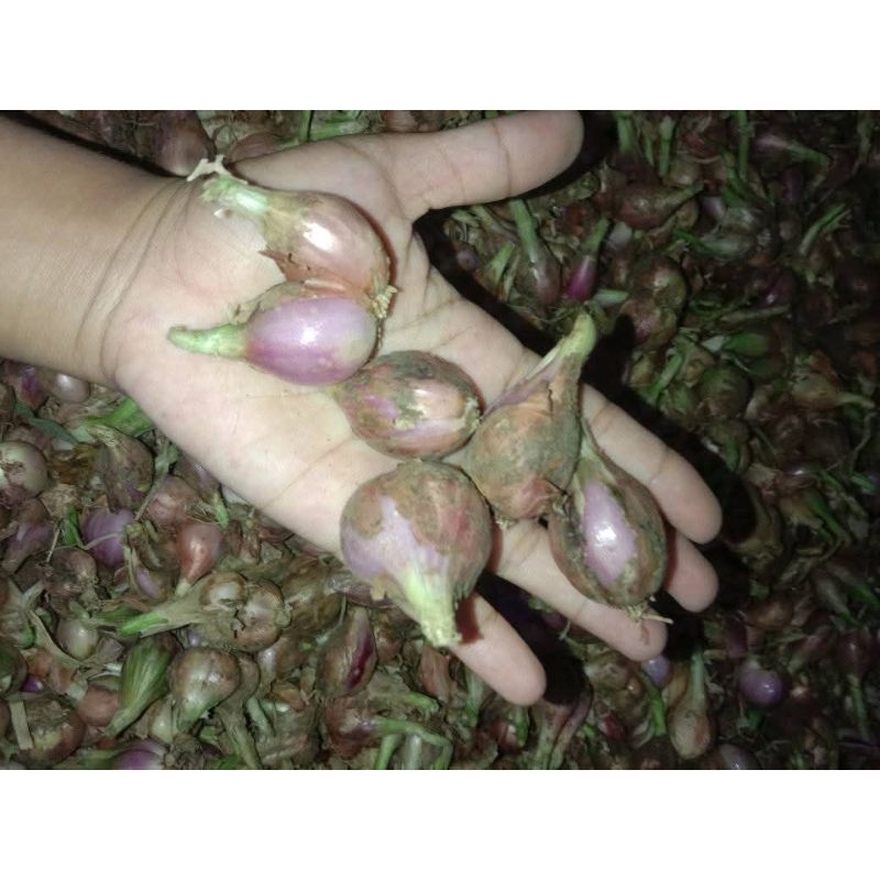 

Bawang Sumenep Asli Hasil Kebun. harga per 1 kg