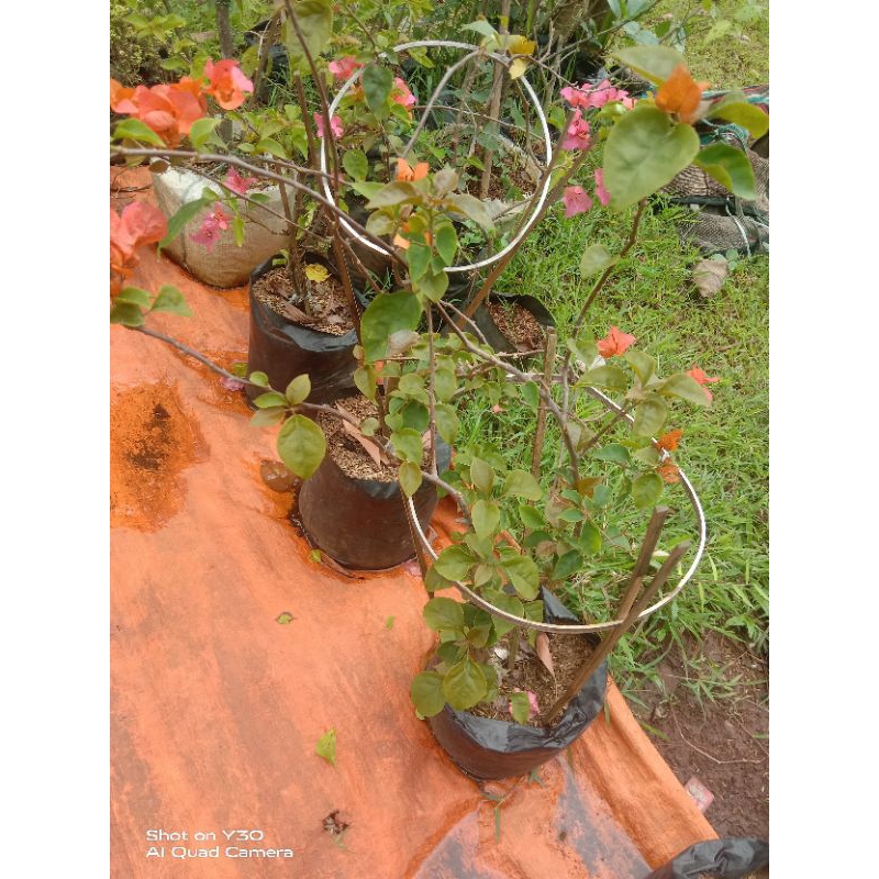 tanaman bugenvil/tanaman hias bugenvil/bunga bugenvil