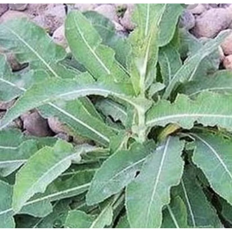 

Daun tempuyung 500gram