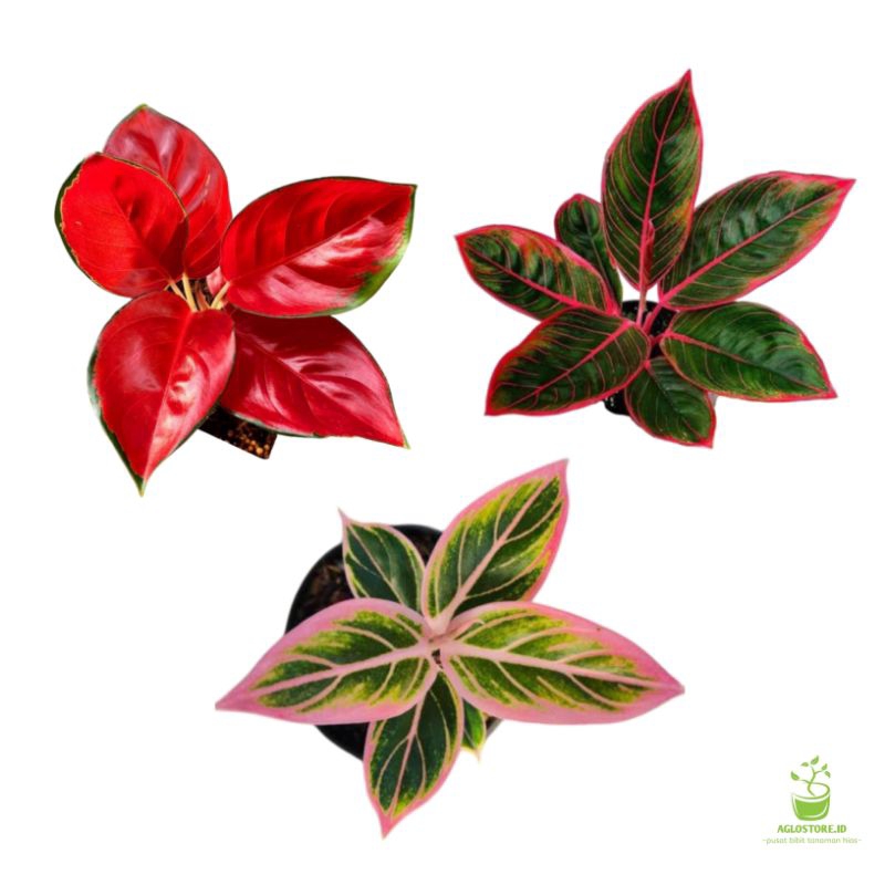 paket murah bonggol aglonema suksom jaipong - lotus - khanza