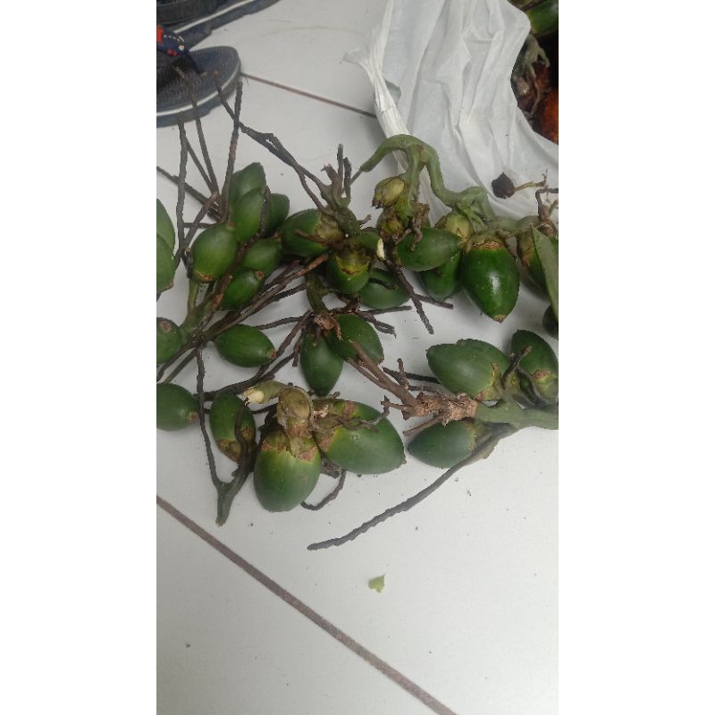 

jual Jambe muda buat pitamin hewan ,bagus buat setamina pria fres 500g