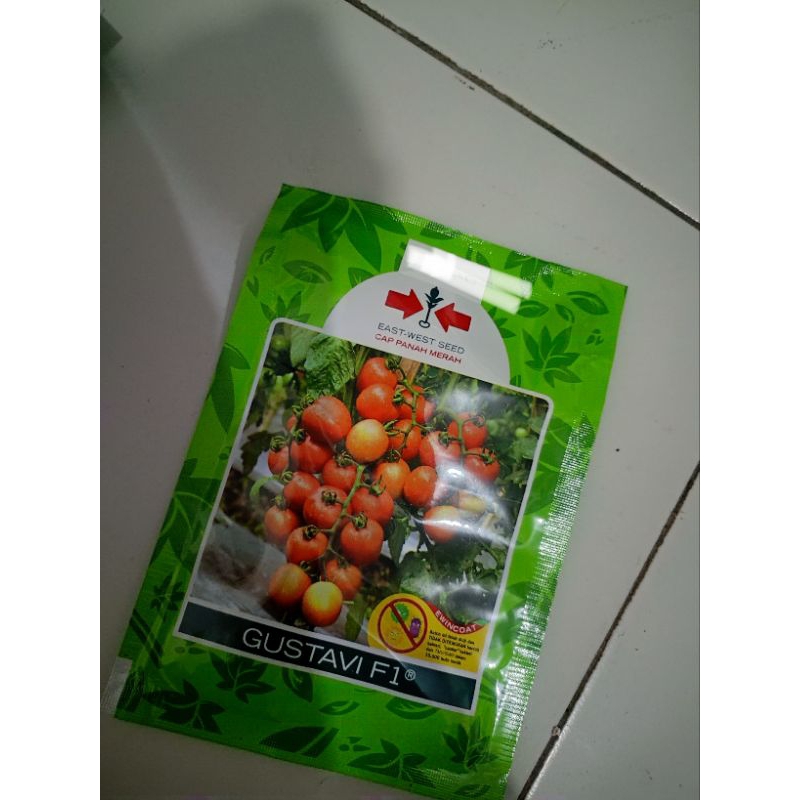 Benih tomat Gustavi f1