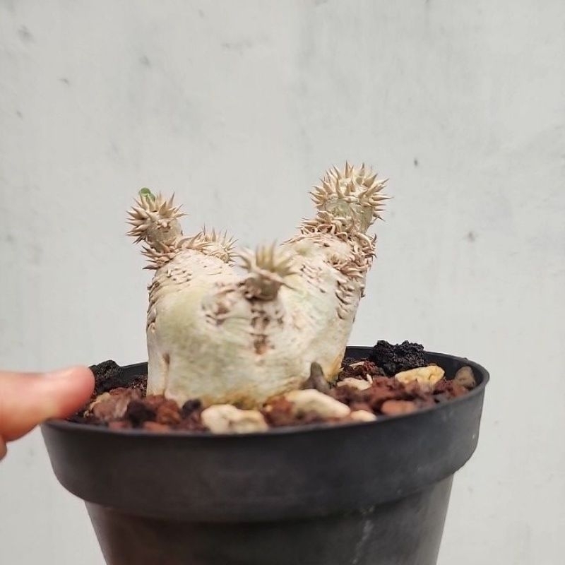 Pachypodium eburneum