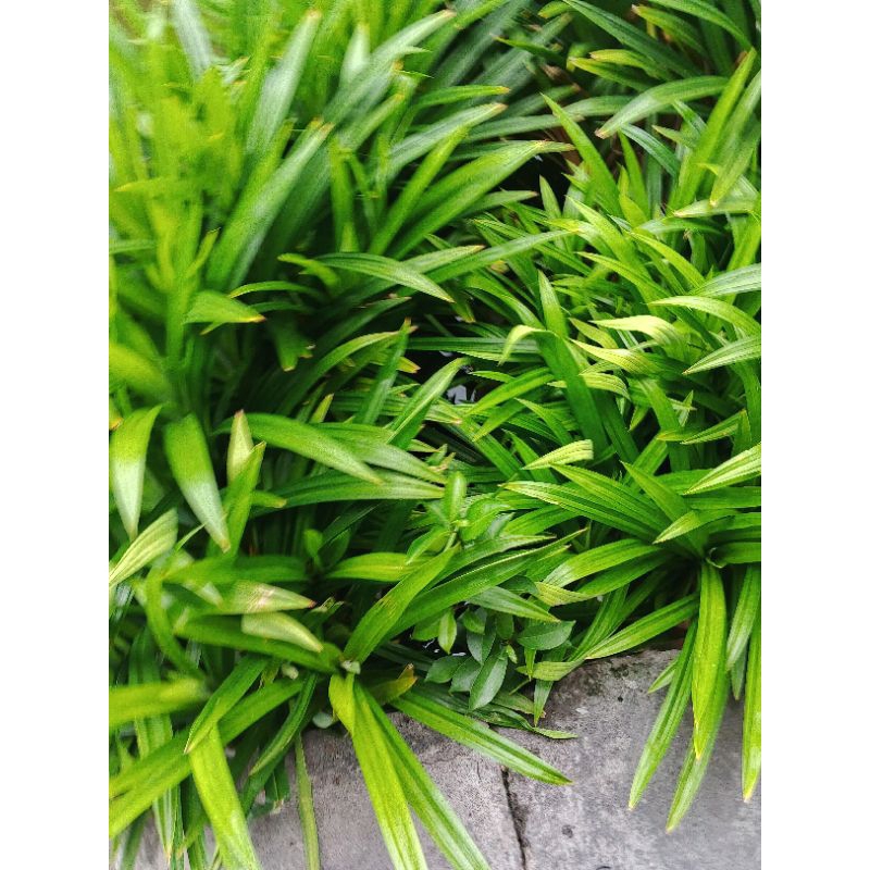 

Daun Pandan isi 10 pcs