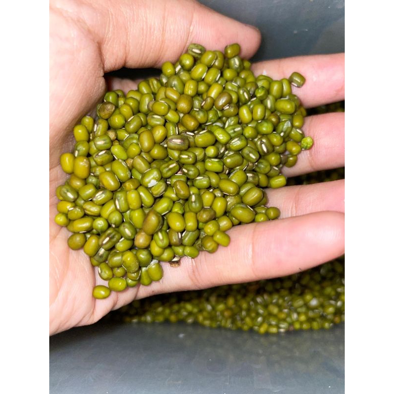 

Kacang Hijau medan termurah