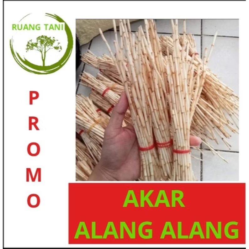 

AKAR ALANG ALANG 1 KG FRESH DAN BERSIH